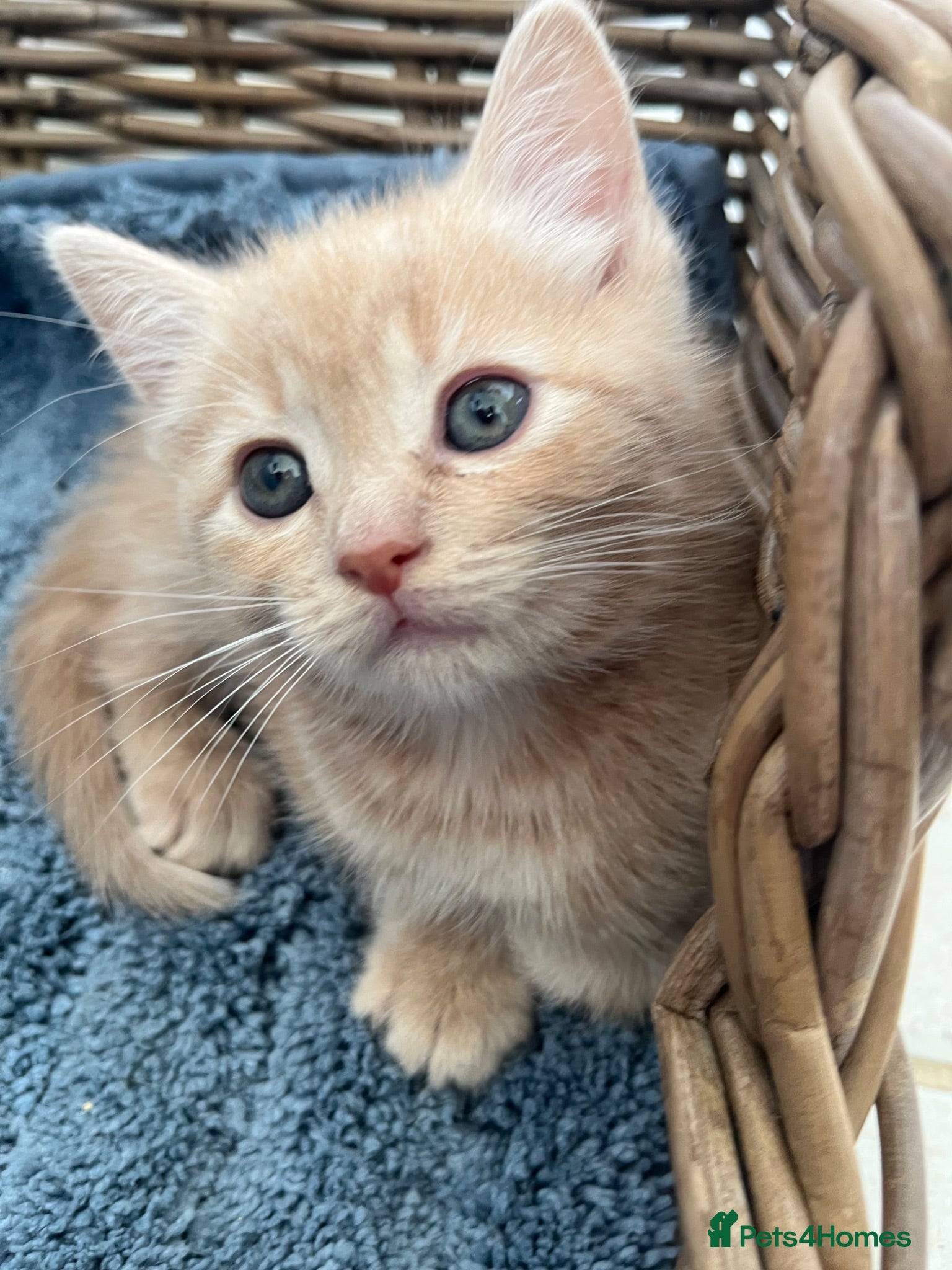 Ragdoll cats Ginger ragdoll x calm affectionate boy kitten  - Advert 9