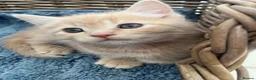 Ragdoll cats for sale: Ginger ragdoll x calm affectionate boy kitten  - Advert 1
