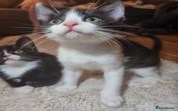 British Shorthair cats for sale: Tuxedo kittens  - Image 2