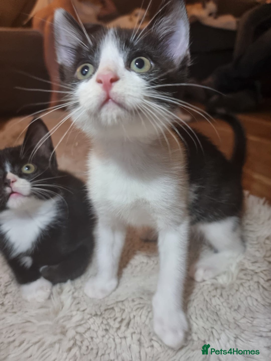 British Shorthair cats for sale: Tuxedo kittens  - Image 2