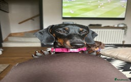 Miniature Dachshund dogs for sale: Coco needs a new home🩷🏡 - Image 8