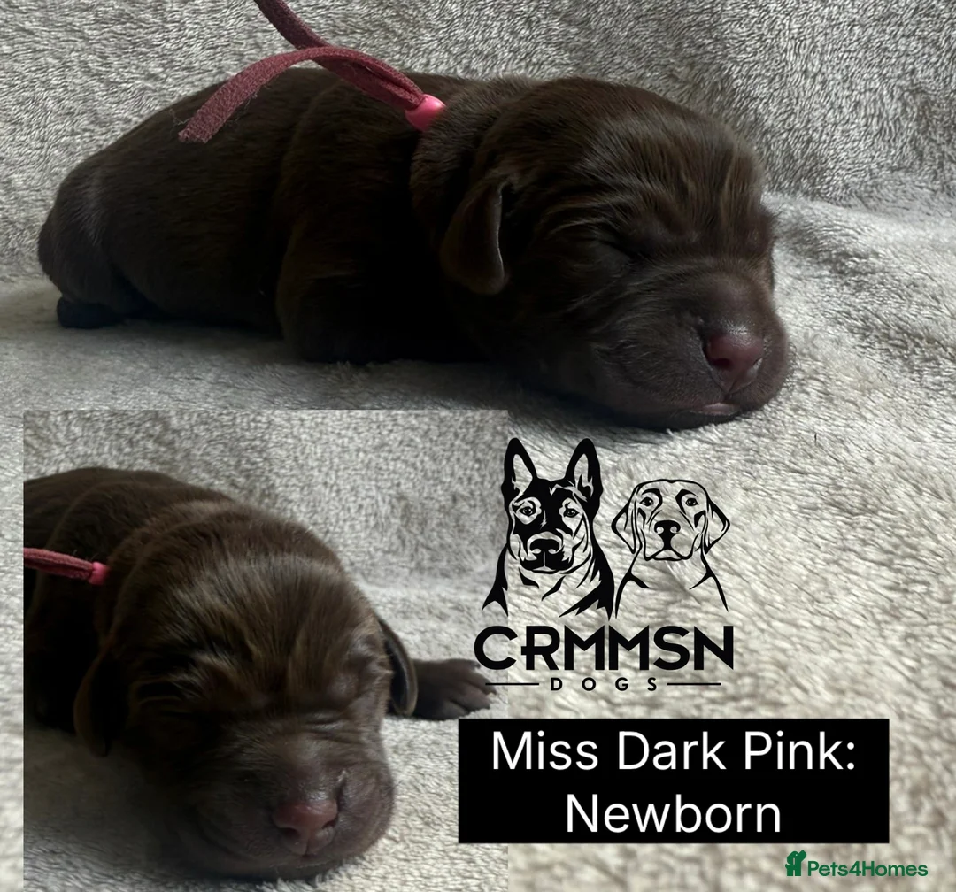 Labrador Retriever dogs for sale: Outstanding, Health Tested, KC Reg, Labrador Pups - Advert 32