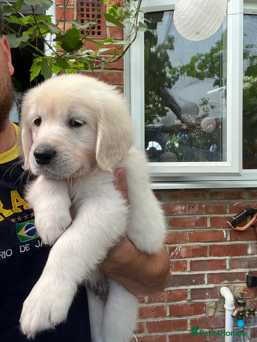 Golden Retriever dogs for sale: 5 generation KC registered pure white  - Image 16