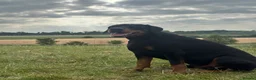 Dobermann dogs for stud: Stud  in Corby - Advert 2