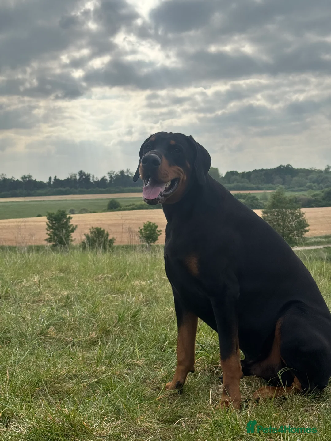 Dobermann dogs for stud: Stud  in Corby - Advert 2