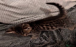 Mixed Breed cats for sale: 7 Gorgeous mixed kittens - Image 19