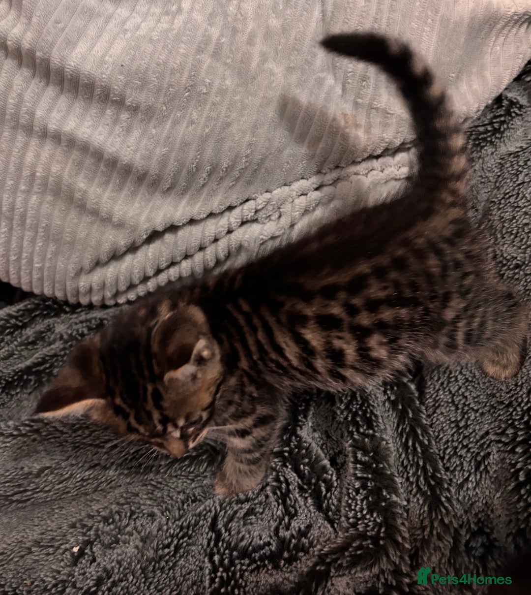 Mixed Breed cats for sale: 7 Gorgeous mixed kittens - Image 19