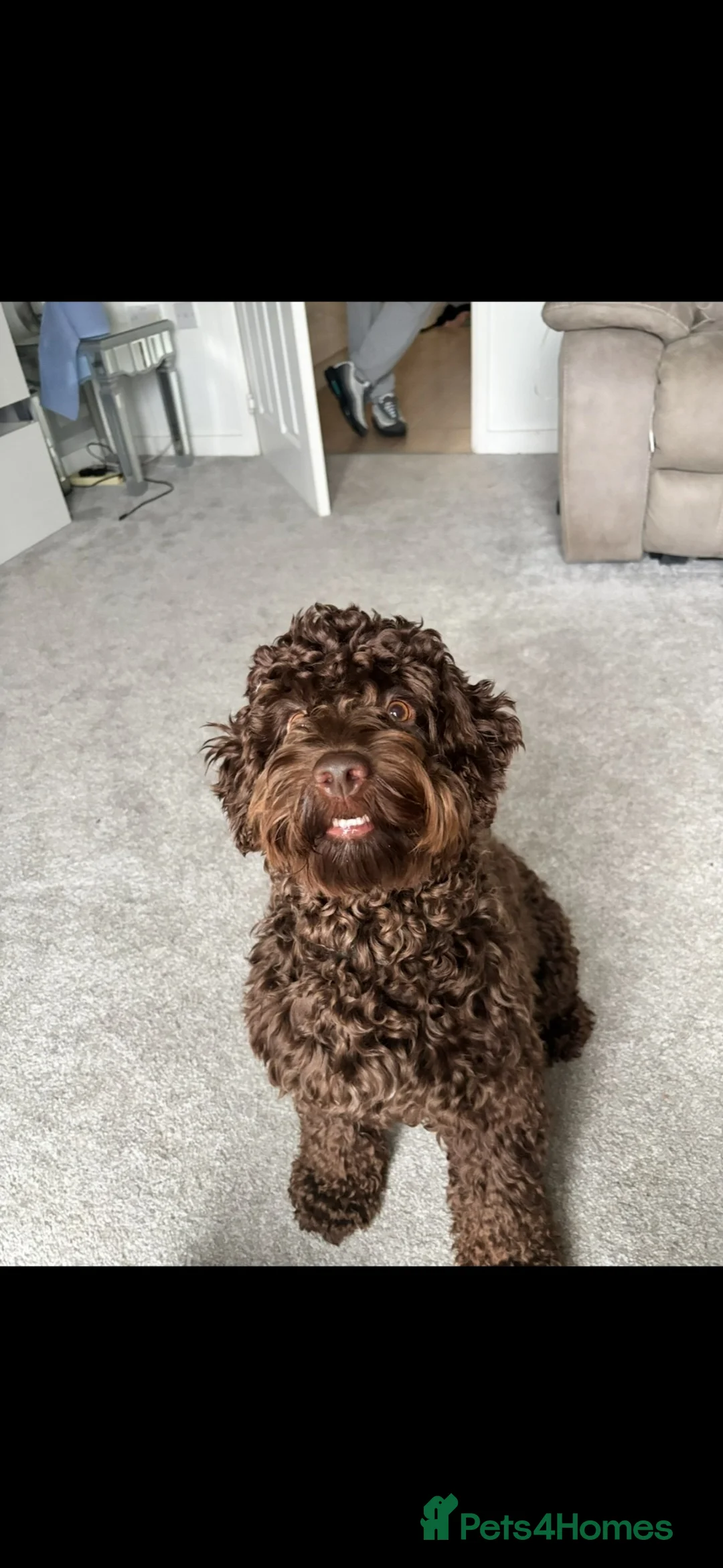 Mixed Breed dogs for stud: brown cockapoo for stud - Advert 2