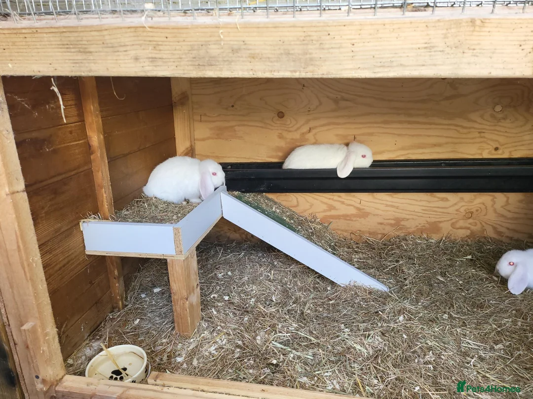 Mini Lop rabbits for sale: Mini lops in Hyde - Advert 6
