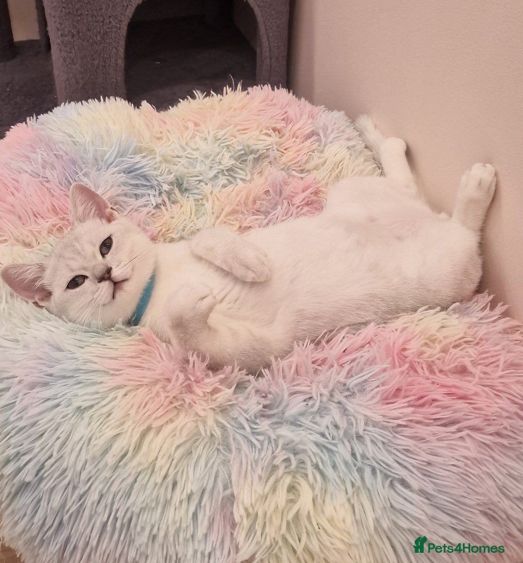 British Shorthair cats for sale: British Shorthair Silver Chinchilla  - Image 2