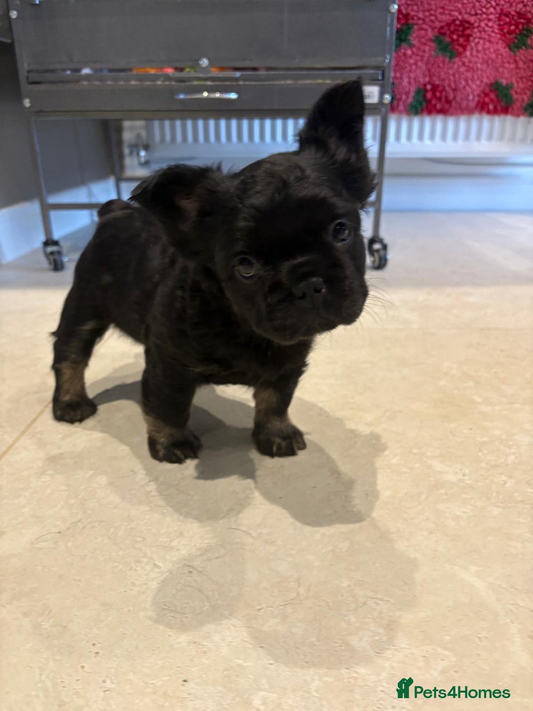 French Bulldog dogs for sale: Fluffy French Bulldog Puppy x 2 - Advert 10