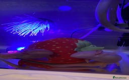 Axolotl reptiles for sale: 2 Albino axolotls with full set up! - Image 5