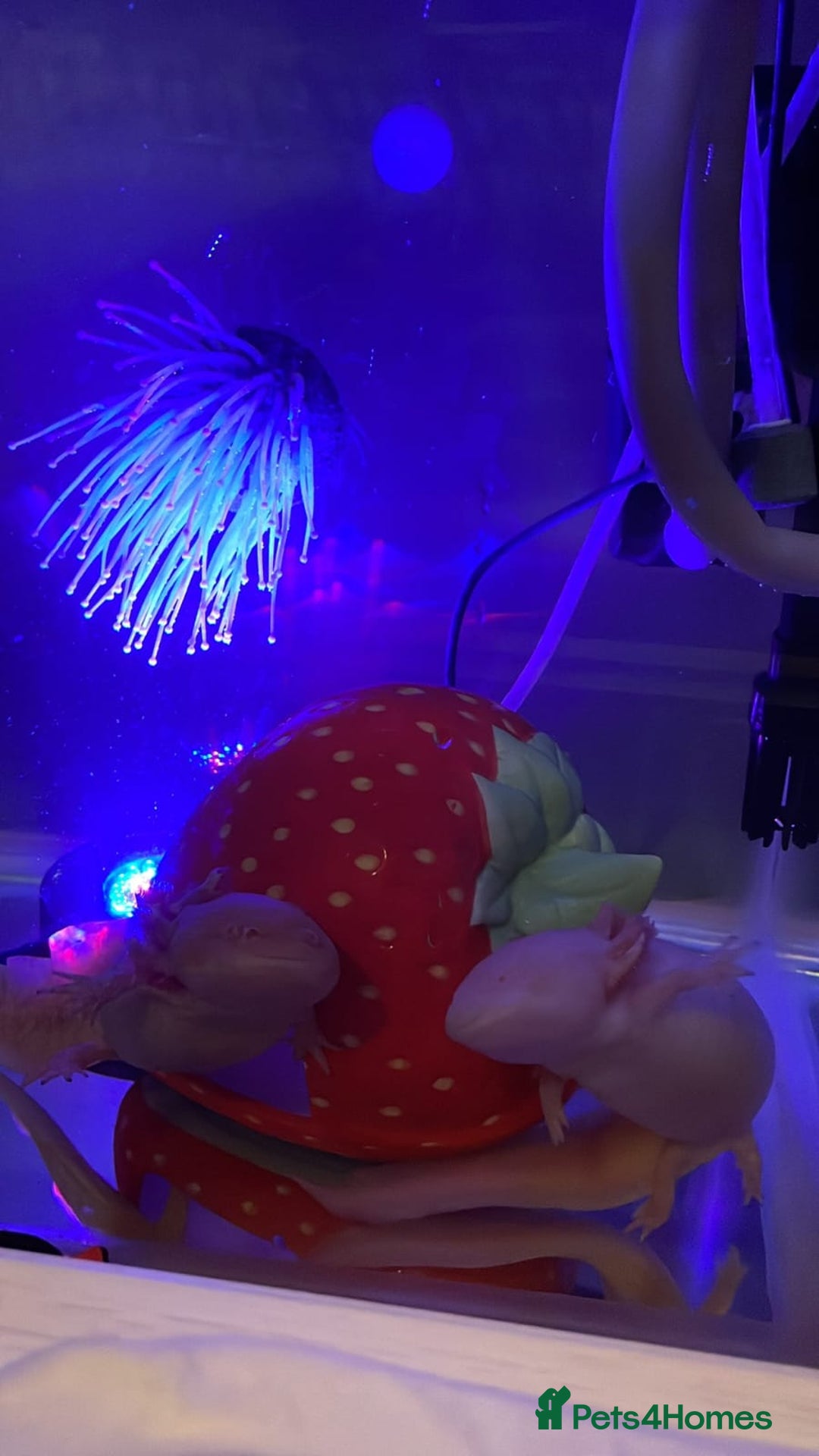 Axolotl reptiles for sale: 2 Albino axolotls with full set up! - Image 5