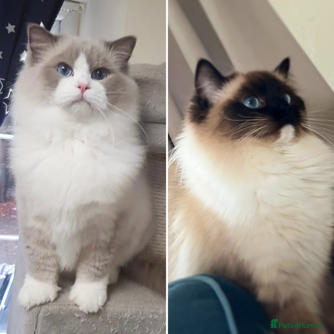 Ragdoll cats for sale: Ragdolls - Image 13