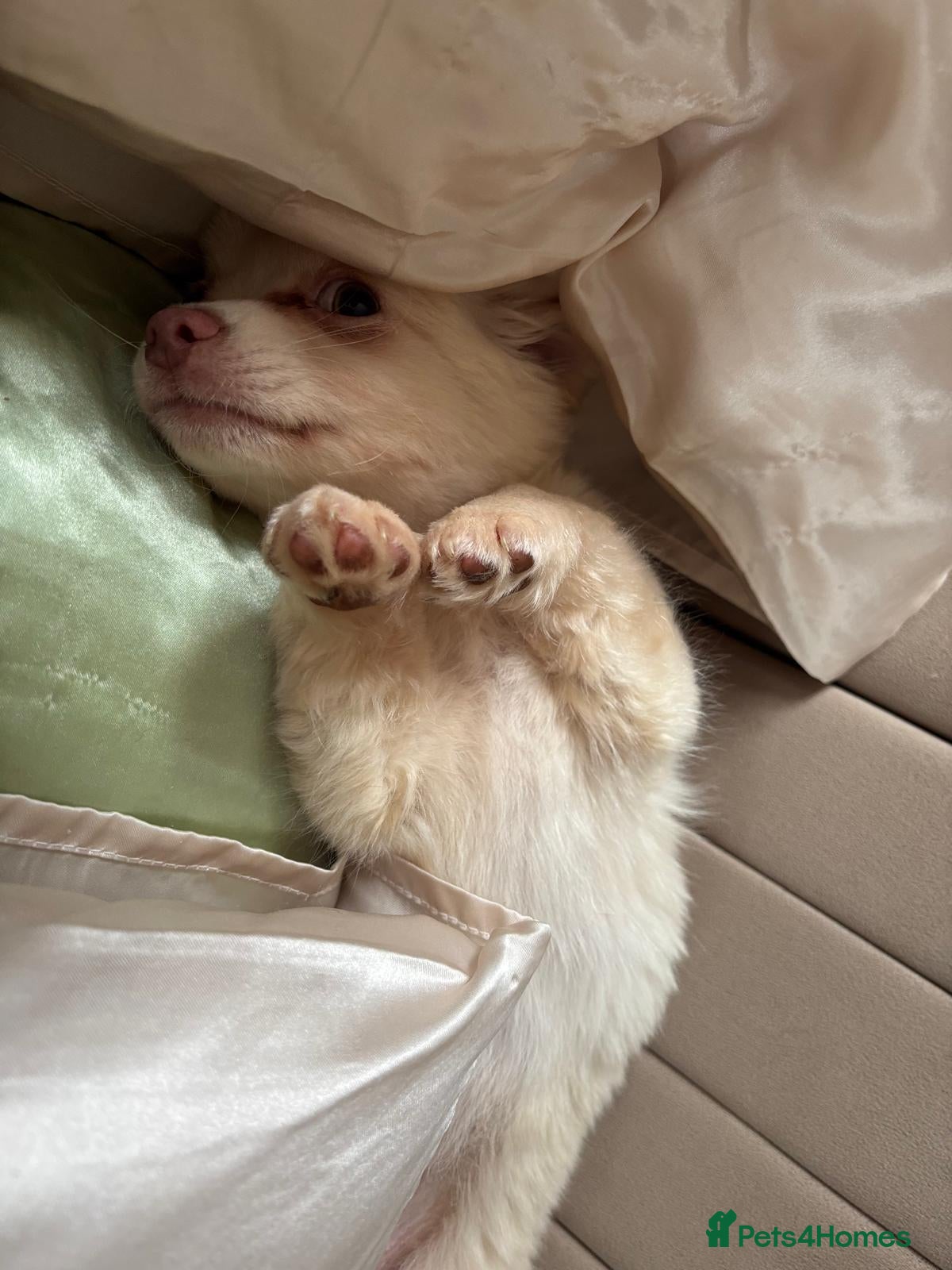 Chihuahua dogs for sale: Full Pedigree Chihuahua Puppy in Southampton - Advert 12
