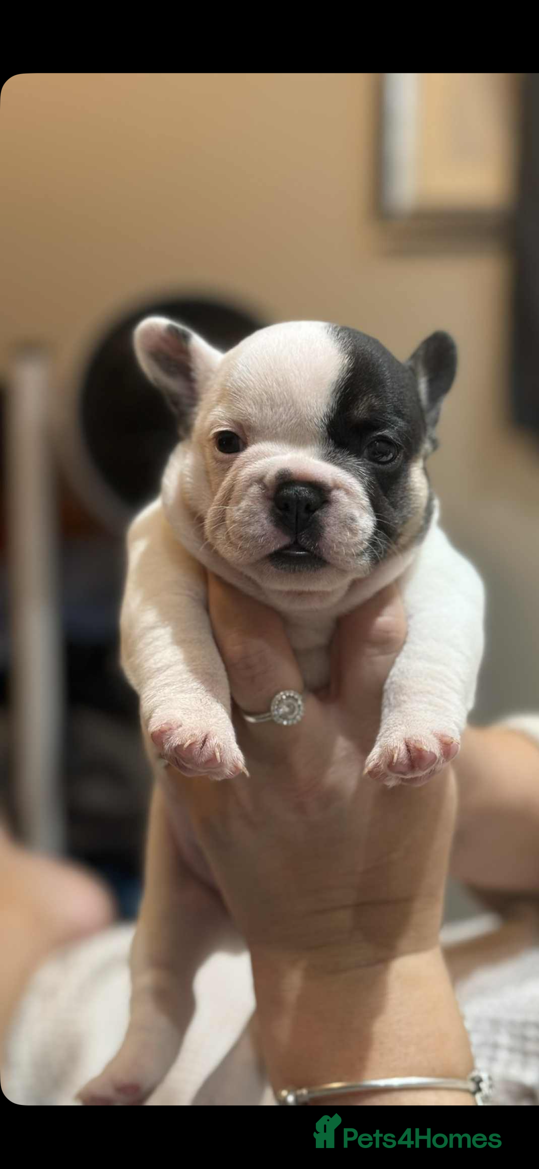 French Bulldog dogs for sale: Beautiful chunky Frenchie pups - Image 5