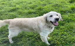 Golden Retriever dogs for sale: Golden retriever puppy’s from licensed breeder - Image 11