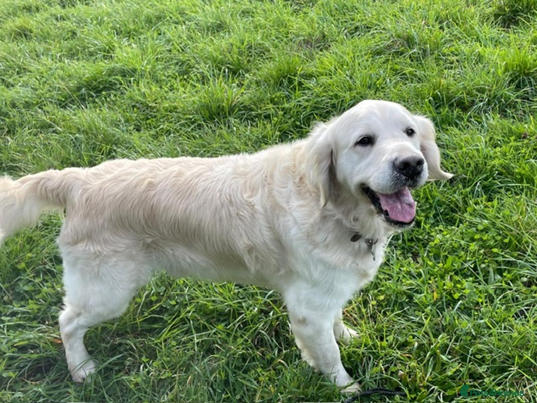 Golden Retriever dogs for sale: Golden retriever puppy’s from licensed breeder - Image 11