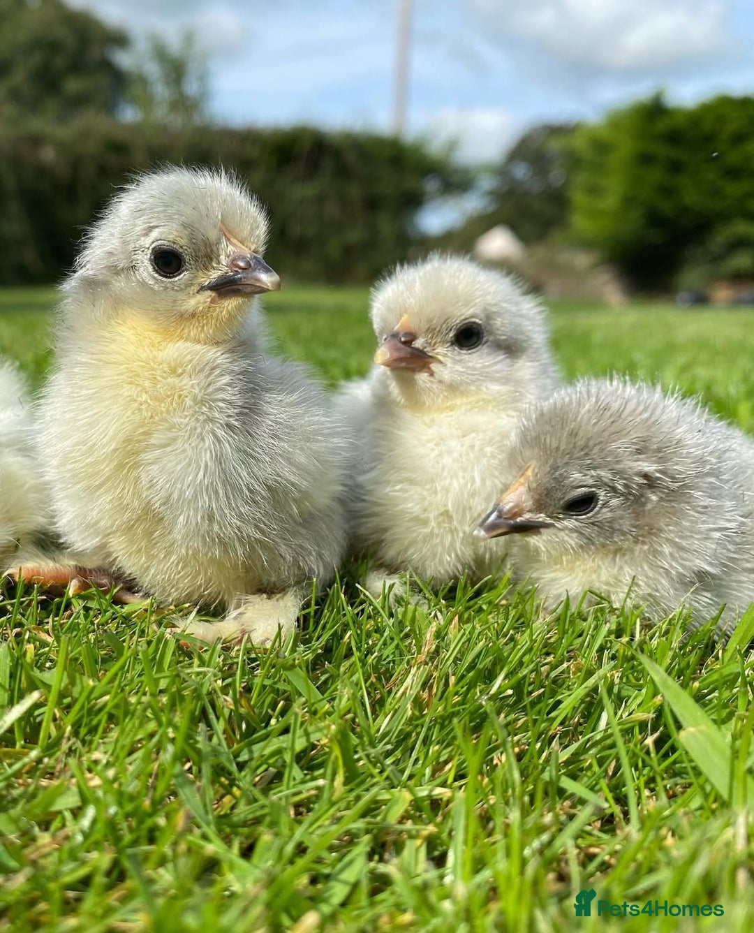 Chickens poultry for sale: Hatching eggs, Chicks & Ducklings - Image 17