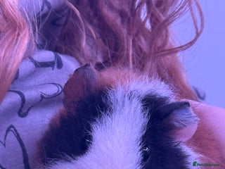 Guinea Pig rodents - Advert 1