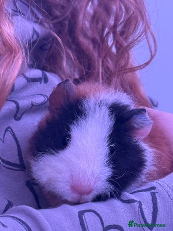 Guinea Pig rodents - Advert 2