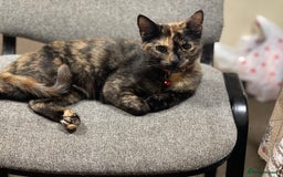 European cats for sale: Nice cat - Image 2