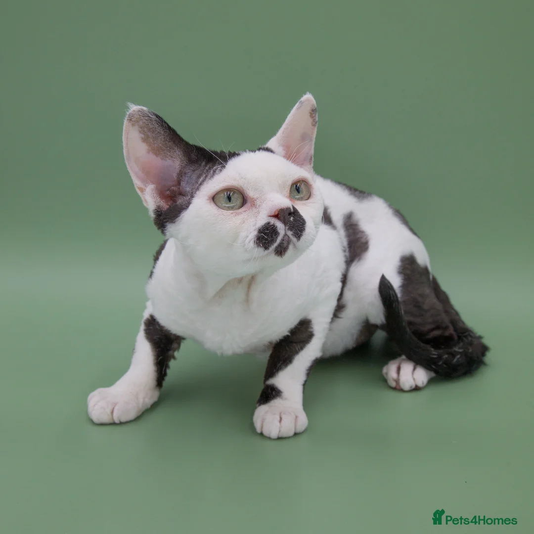 Devon Rex cats for stud: Super amazing boy for stud - Advert 2