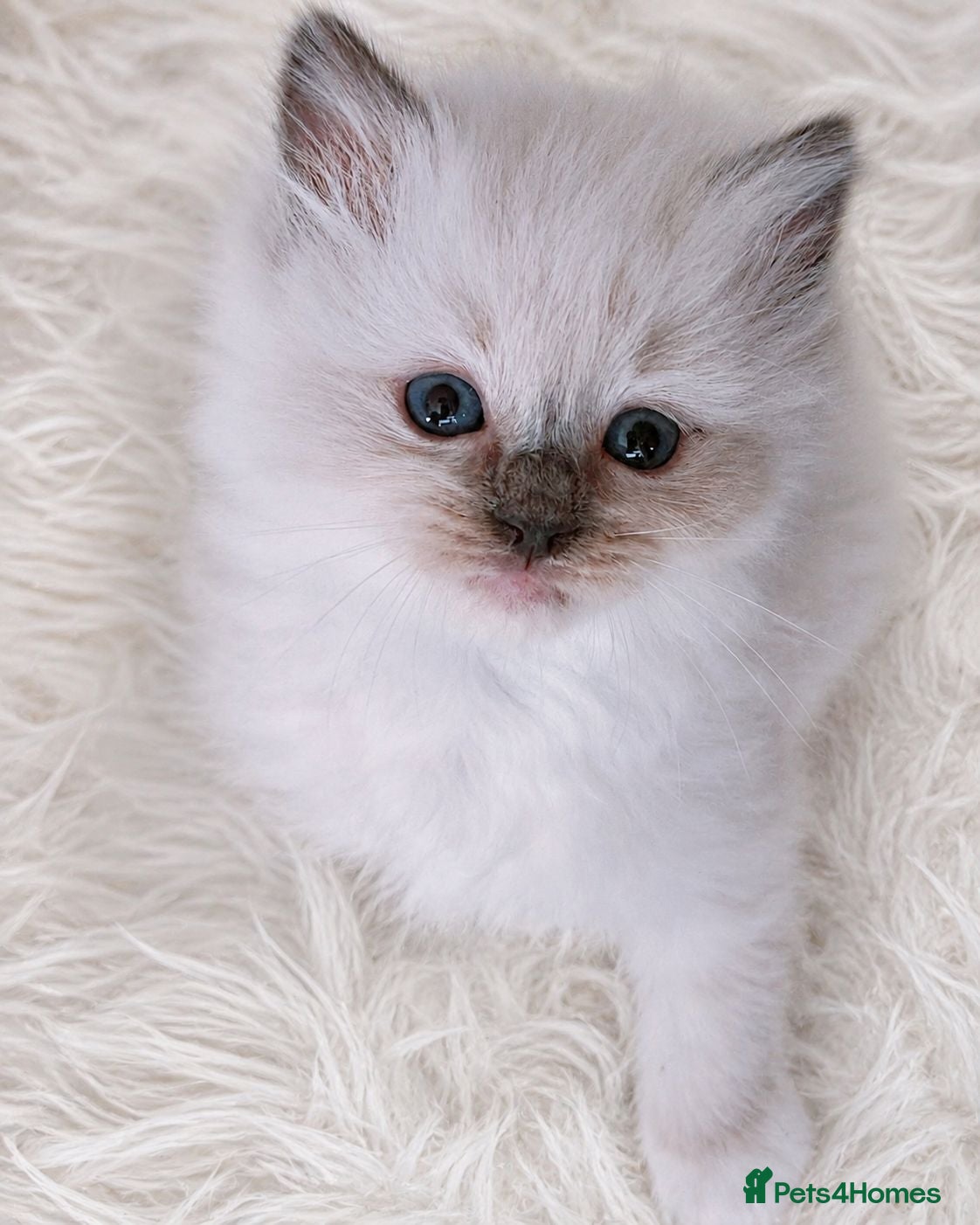 Ragdoll cats Raised with Love, looking for forever homes 🏠❤️ - Advert 5
