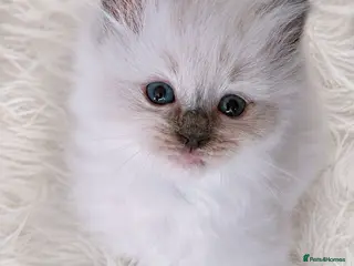 Ragdoll cats Raised with Love, looking for forever homes 🏠❤️ - Advert 5