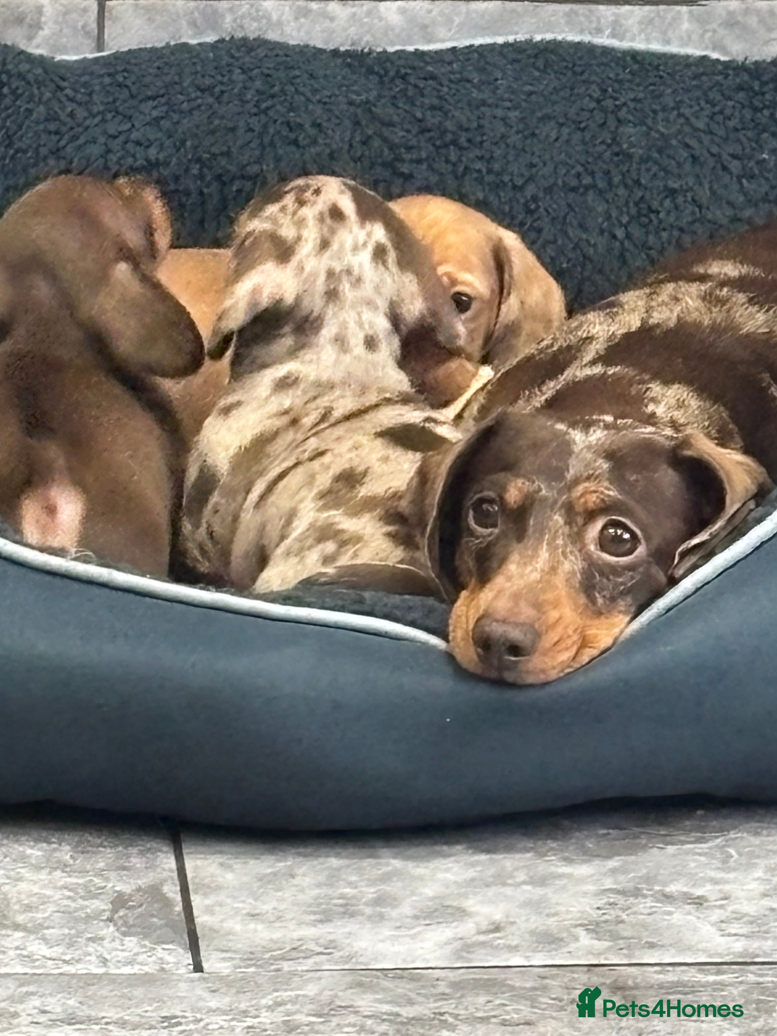 Miniature Dachshund dogs KC registered Miniature great bloodline  - Advert 3