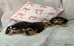 Cocker Spaniel dogs for sale: Beautiful KC show type cocker spaniel babies  - Image 3