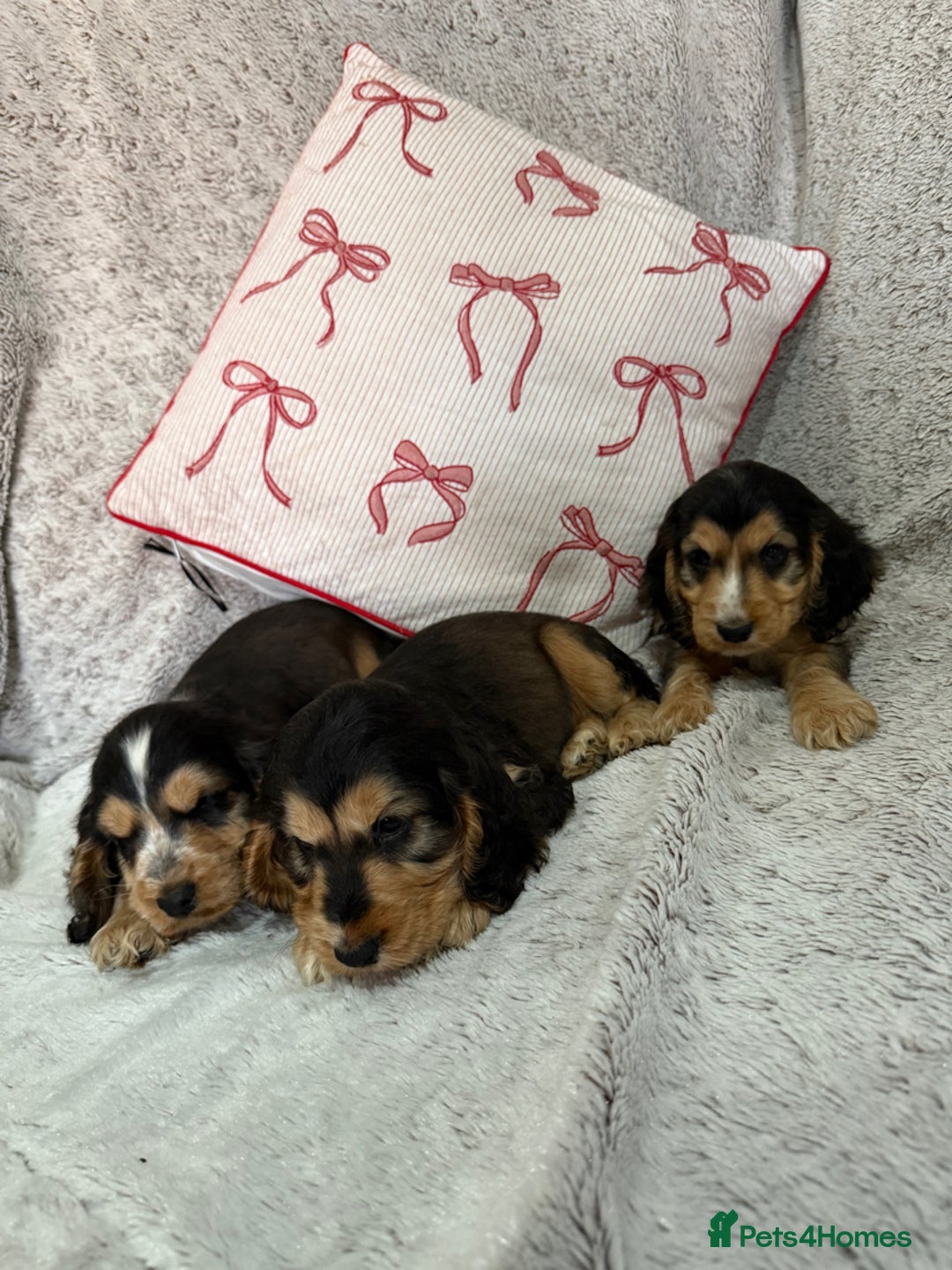 Cocker Spaniel dogs for sale: Beautiful KC show type cocker spaniel babies  - Image 3