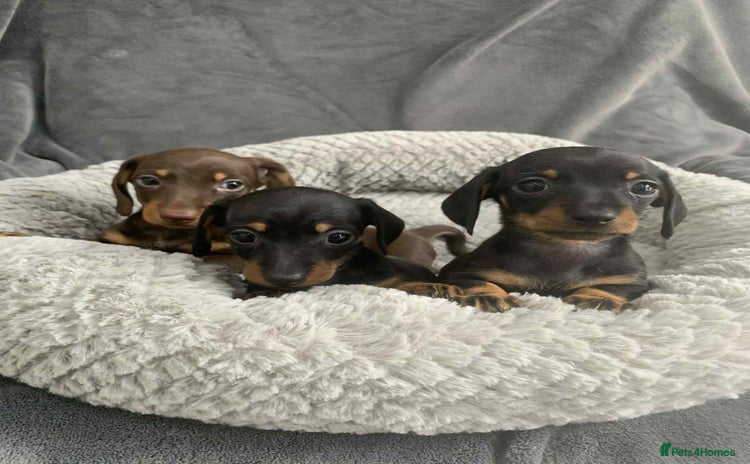 Miniature Dachshund dogs - Advert 1