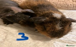 Guinea Pig rodents for sale: Well handled skinny pigs.  - Advert 10