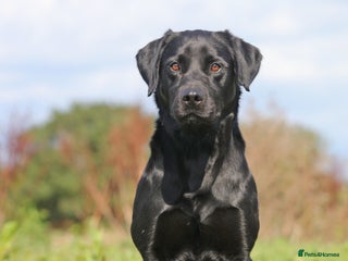 Labrador Retriever dogs in Alton - Advert 19