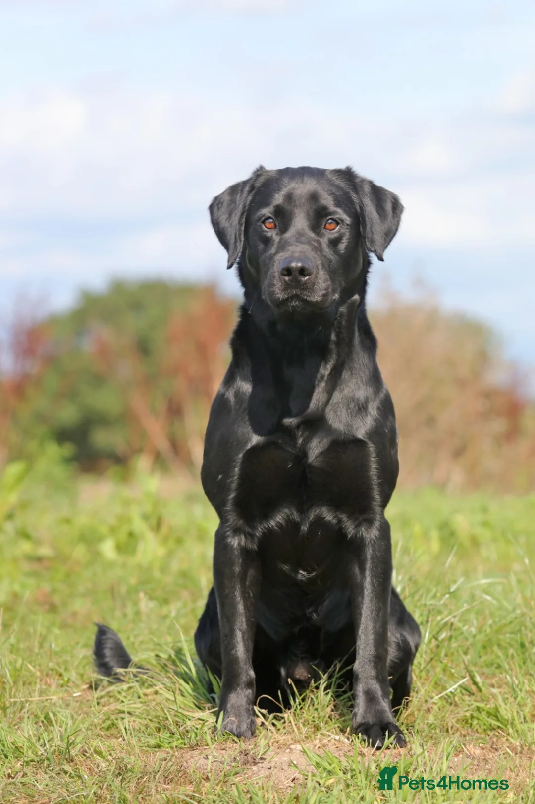 Labrador Retriever dogs for stud: Fully DNA Health tested Labrador stud dog in Alton - Advert 1