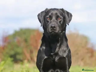 Labrador Retriever dogs Fully DNA Health tested Labrador stud dog in Alton - Advert 11