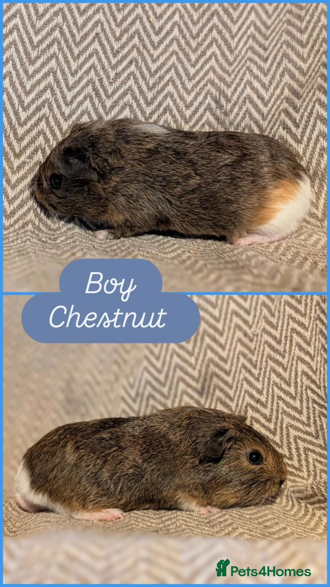 Guinea Pig rodents for sale: Guinea pig babies  - Advert 9