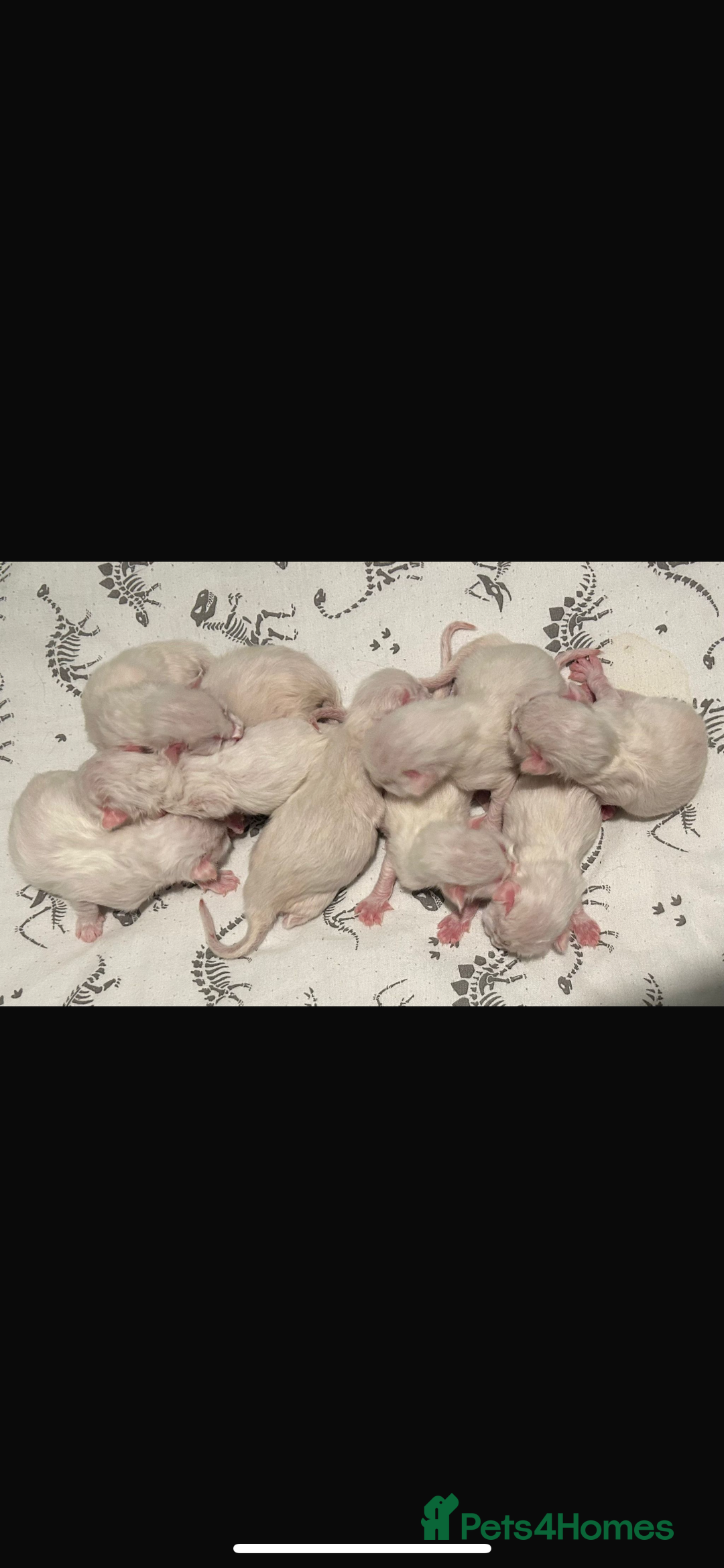 Ragdoll cats for stud: Gccf & TICA CARRYING CHOCOLATE  gccf ragdoll stud  in Merthyr Tydfil - Image 7