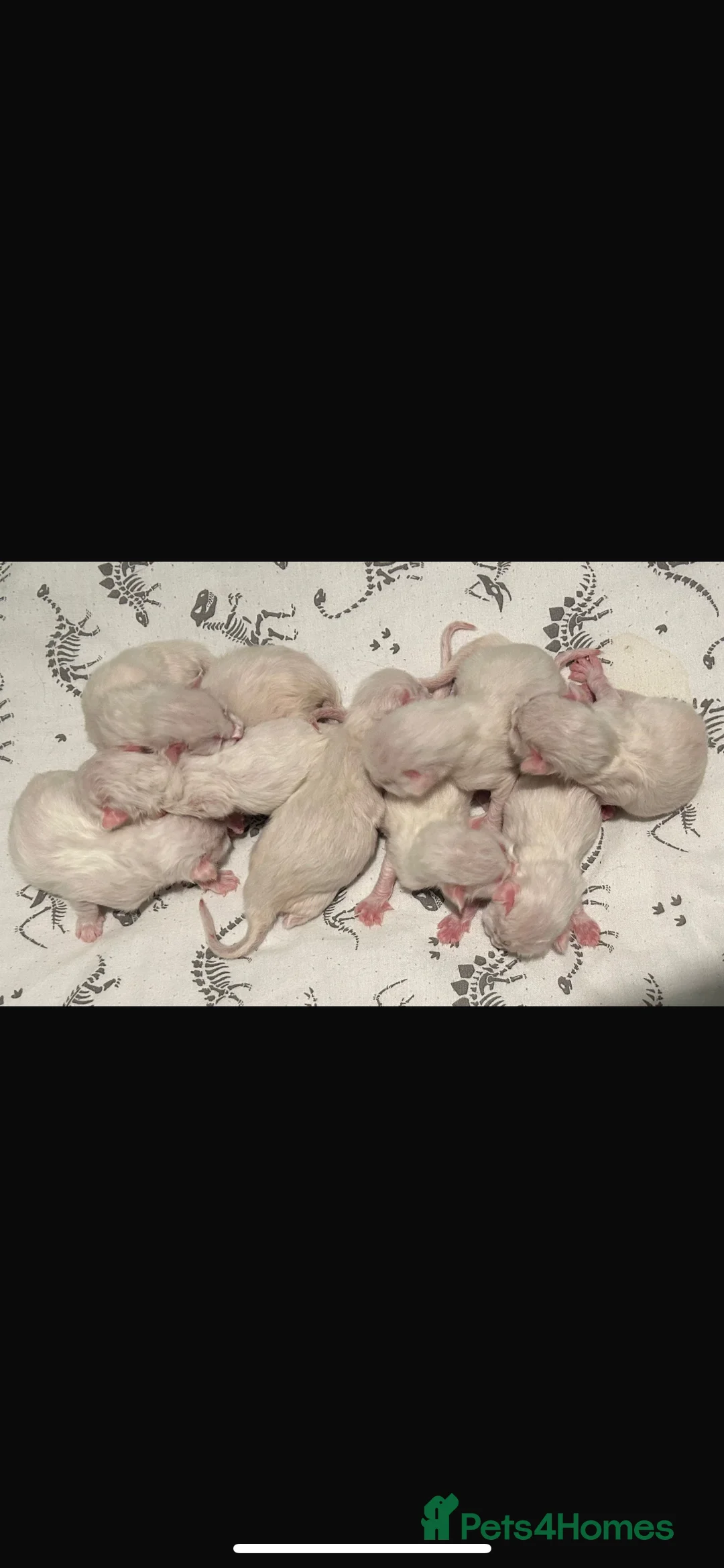 Ragdoll cats for stud: 🏆Gccf/TICA CARRYING CHOCOLATE  gccf ragdoll stud  in Merthyr Tydfil - Advert 8