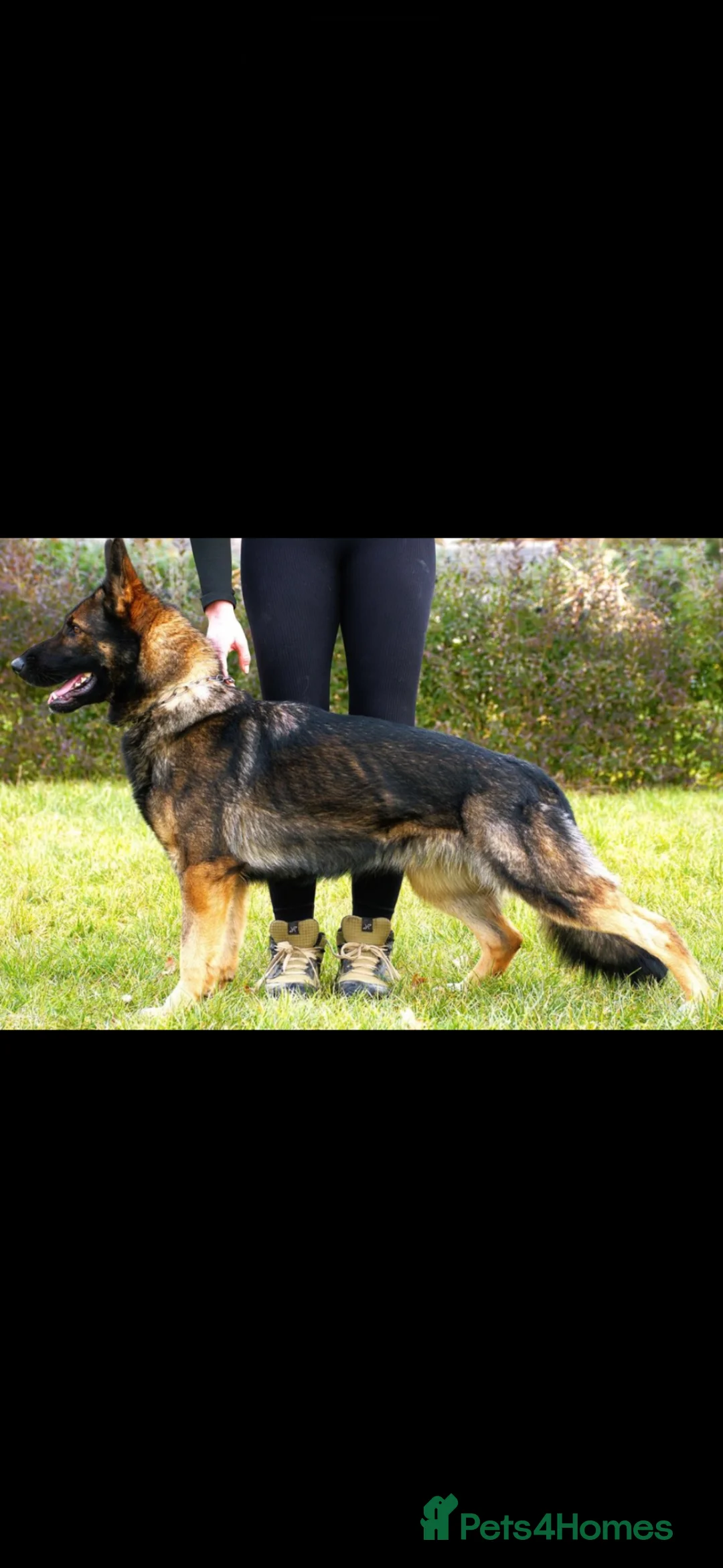 German Shepherd dogs for sale: Europe’s Elite line bred pedigree  in Wirral - Advert 8