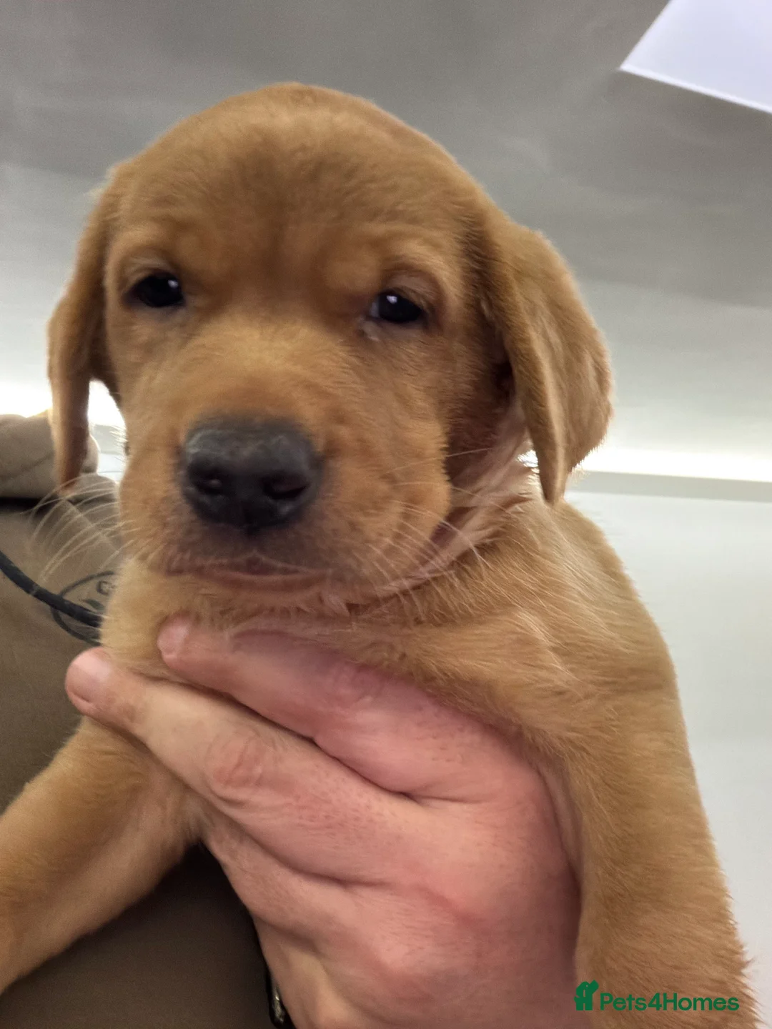 Labrador Retriever dogs for sale: Fox Red Puppies x2  - Advert 3