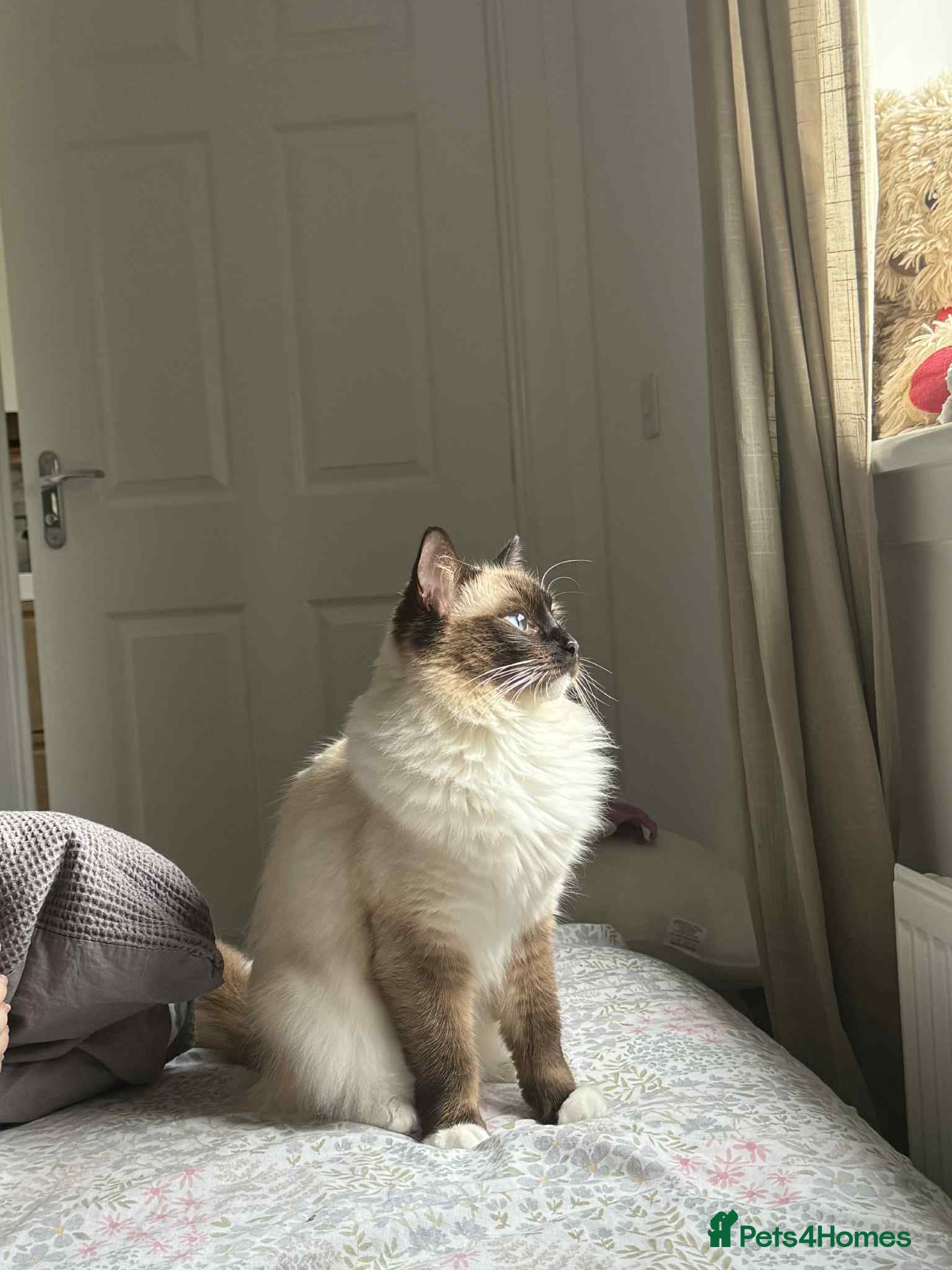 Ragdoll cats Ragdoll mix  - Advert 5