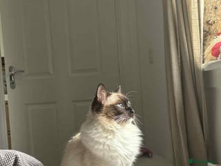 Ragdoll cats Ragdoll mix - Advert 21