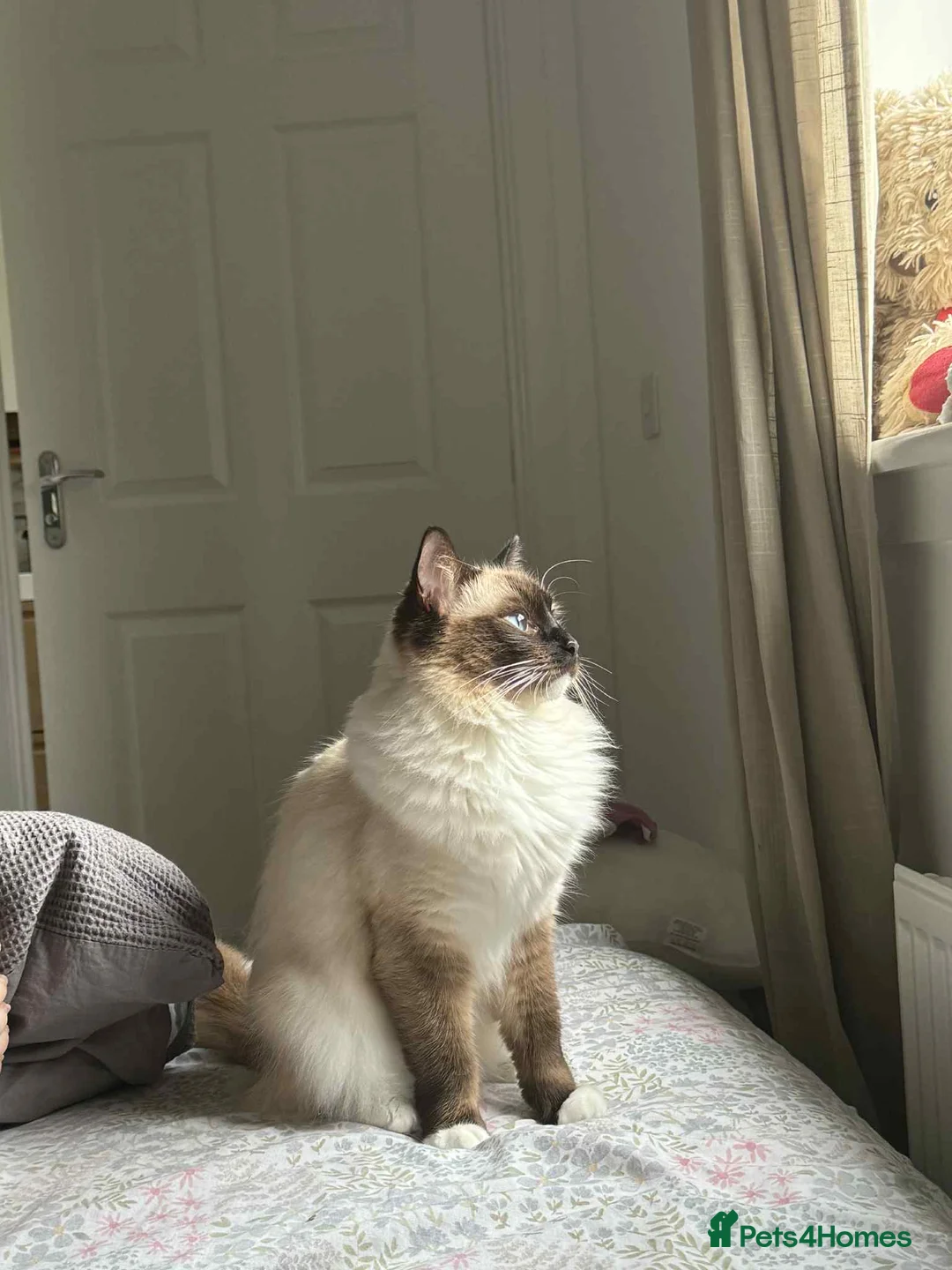 Ragdoll cats for sale: Ragdoll mix  - Advert 1