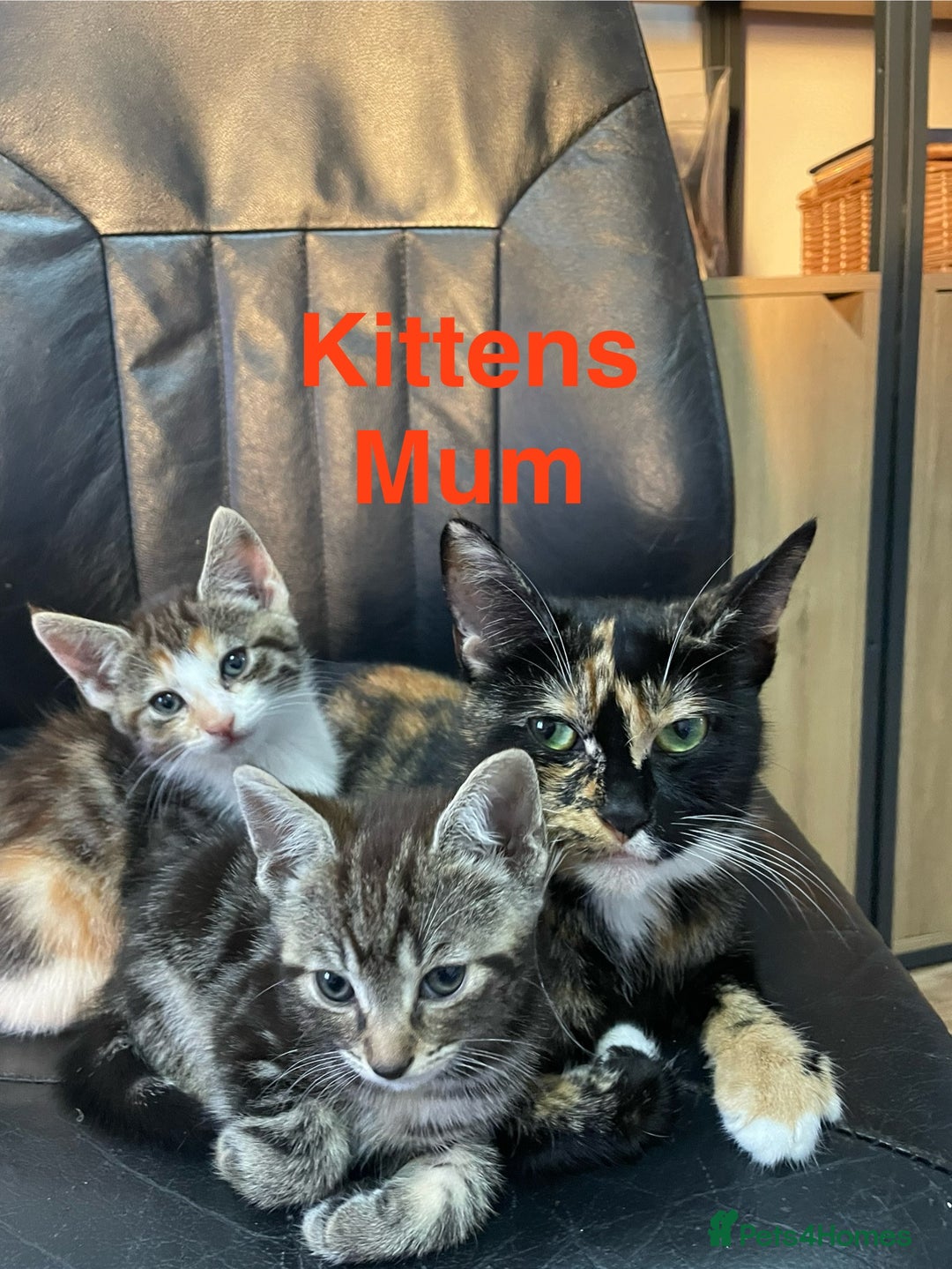 Mixed Breed cats for sale: Kittens Looking for a forever family  - Advert 3