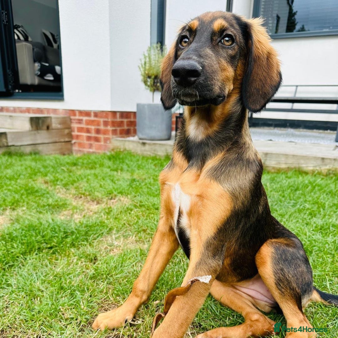 Mixed Breed dogs for adoption: Clover (Shepherd/Hound mix) - Image 10