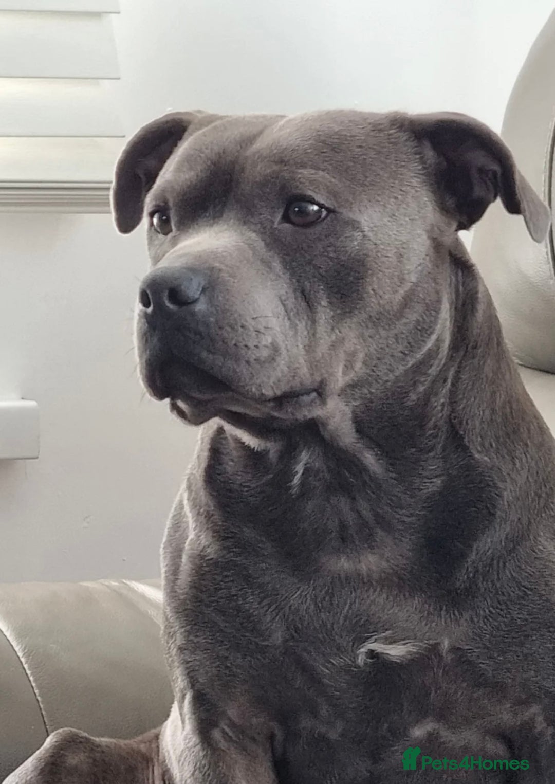 Staffordshire Bull Terrier dogs for sale: 🐾 Beautiful KC Fully Vaccinated Girl Available 🐾 in Peterborough - Image 27