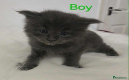 Maine Coon cats for sale: 3 Maine coon kittens. - Image 11