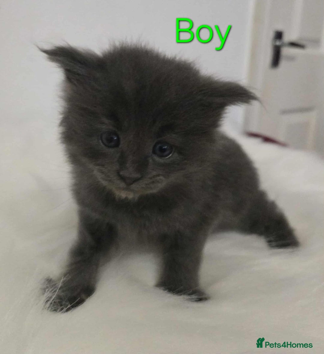 Maine Coon cats for sale: 3 Maine coon kittens. - Image 11